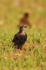 David Plant Photography - Wildlife Photographer - Starling in field - B